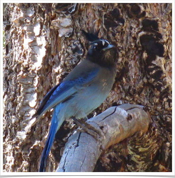 Steller's Jay